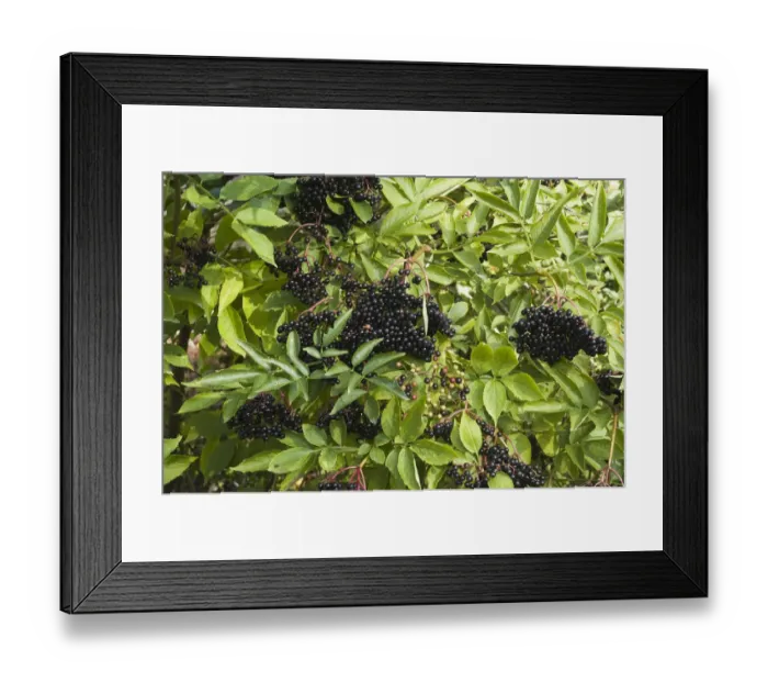 Framed Print : Elderberrries gowing on elder bushes in Kentish hedgerow in September credit: Marie-Louise Framed Print : Elderberrries gowing on elder bushes in Kentish hedgerow in September credit: Marie-Louise