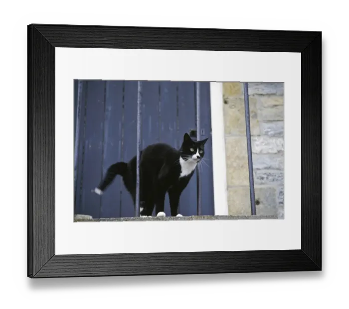Framed Print : Black and white cat arching back in alarm behind metal railings of stariway to stone Framed Print : Black and white cat arching back in alarm behind metal railings of stariway to stone