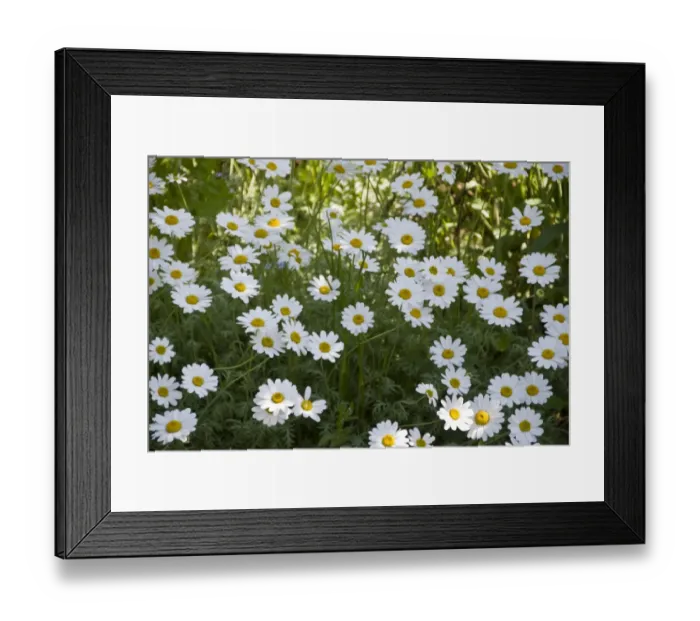 Framed Print : Massed white diaises in border of country garden, Kent UK. May. credit: Marie-Louise Framed Print : Massed white diaises in border of country garden, Kent UK. May. credit: Marie-Louise