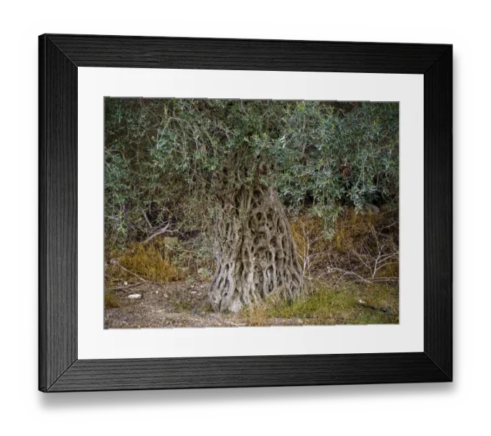 Framed Print : Large old olive tree in southern Cyprus credit: Marie-Louise Avery / thePictureKitchen Framed Print : Large old olive tree in southern Cyprus credit: Marie-Louise Avery / thePictureKitchen