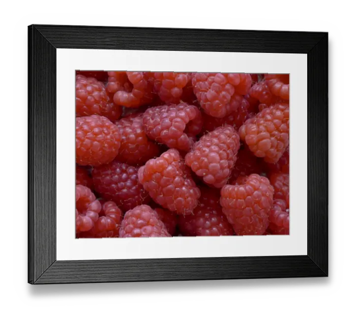 Framed Print : Fresh raspberies in closeup credit: Marie-Louise Avery / thePictureKitchen / TopFoto Framed Print : Fresh raspberies in closeup credit: Marie-Louise Avery / thePictureKitchen / TopFoto