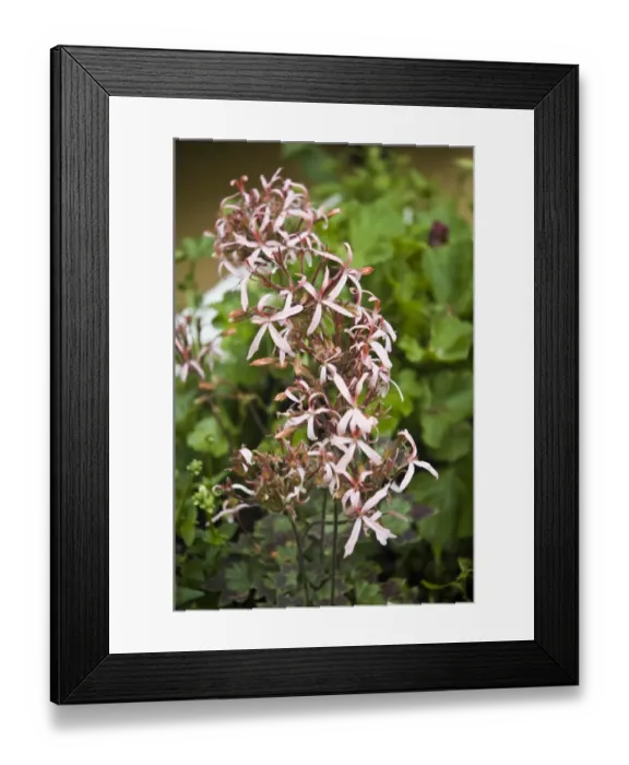 Framed Print : White nemesia and delicate, pink, ivy leafed trailing pelargonium. in container