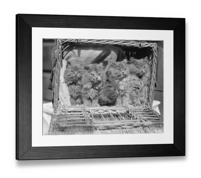 Framed Print : A litter of nine-weeks-old Blue Persian kittens. Young aristocrats of the cat world Framed Print : A litter of nine-weeks-old Blue Persian kittens. Young aristocrats of the cat world