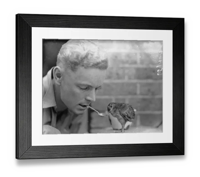 Framed Print : Pheasant chick approves zoo keeper as foster father. A horned pheasant Framed Print : Pheasant chick approves zoo keeper as foster father. A horned pheasant
