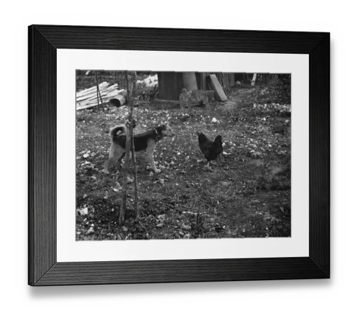 Framed Print : A dog and a chicken show friendship and respect. 1938 Framed Print : A dog and a chicken show friendship and respect. 1938