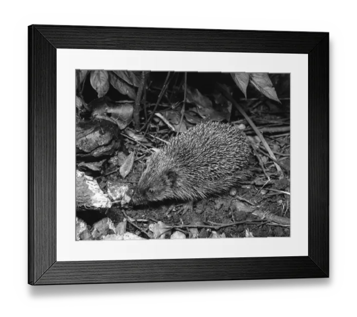 Framed Print : Hedgehog ?TopFoto Framed Print : Hedgehog ?TopFoto