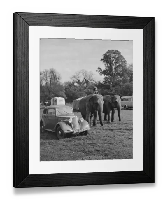 Framed Print : Elephants from the circus are ridden by a little girl for a walk in Foots Cray