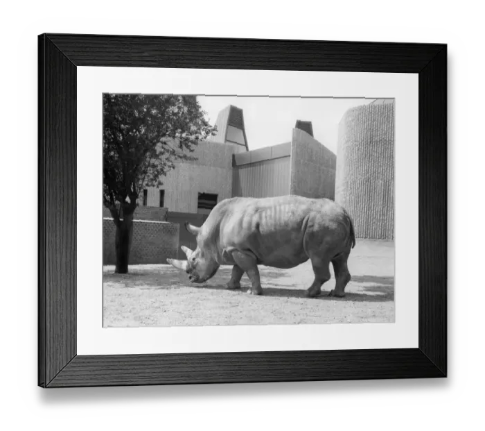 Framed Print : Rhinoceros at London Zoo ?TopFoto Framed Print : Rhinoceros at London Zoo ?TopFoto