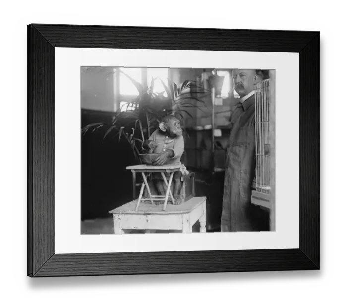 Framed Print : John Willie, the wonderful chimpanzee at Derry and Toms zoo 18 June 1921 Framed Print : John Willie, the wonderful chimpanzee at Derry and Toms zoo 18 June 1921