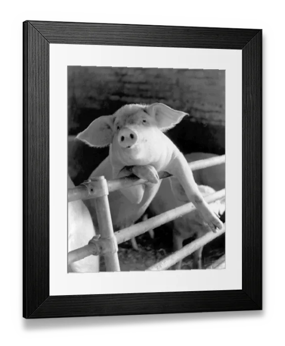 Framed Print : A pig leaning in an uncharacteristically sophisticated manner against the railings Framed Print : A pig leaning in an uncharacteristically sophisticated manner against the railings