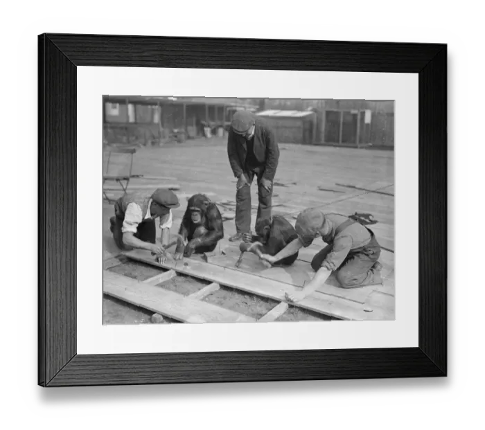 Framed Print : Chimps help with Pets Corners new floor. Receiving the assistance Framed Print : Chimps help with Pets Corners new floor. Receiving the assistance