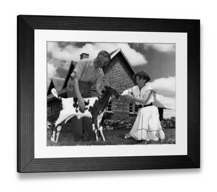 Framed Print : Mr and Mrs Fred Ritchie feed a nine day old calf from the bottle outside their handsome Framed Print : Mr and Mrs Fred Ritchie feed a nine day old calf from the bottle outside their handsome
