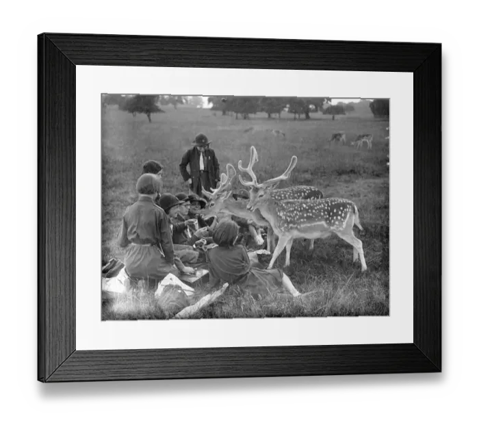 Framed Print : Deer as gatecrashers at a Girl Guides picnic in Richmond Park. The deer succeeded