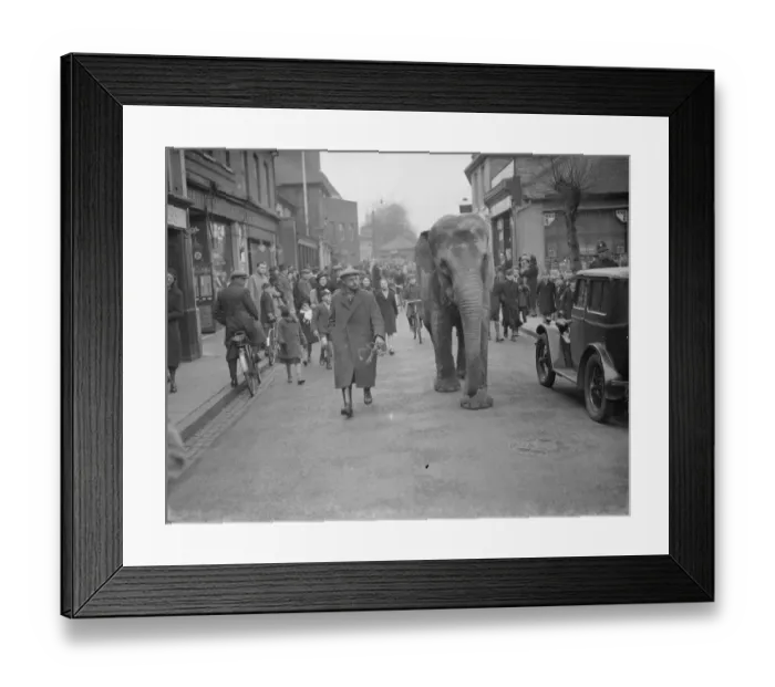 Framed Print : Circus elephants (unloading) Bexley. 1938 Framed Print : Circus elephants (unloading) Bexley. 1938