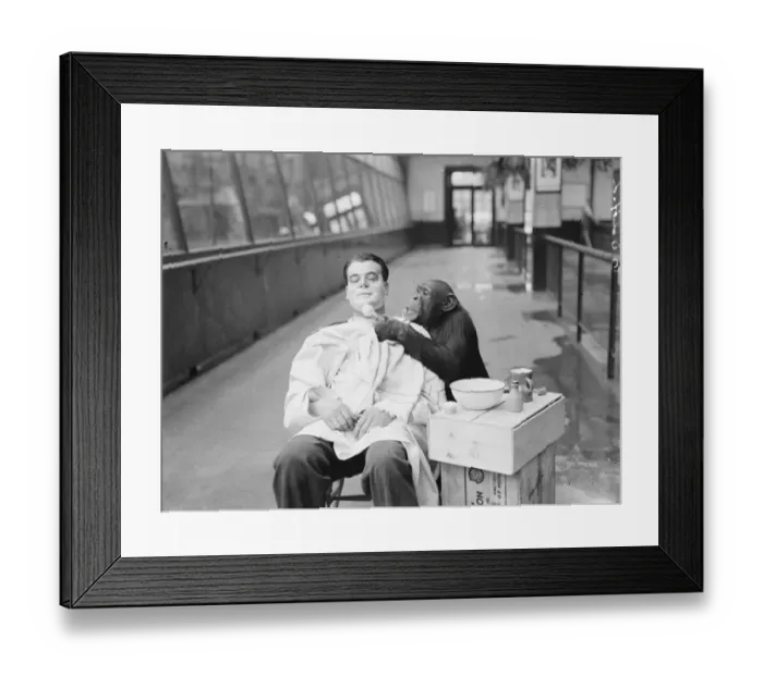 Framed Print : Peter, zoo chimp, gives his keeper a close shave! Keeper Harry Browns daily Framed Print : Peter, zoo chimp, gives his keeper a close shave! Keeper Harry Browns daily