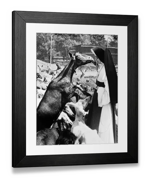 Framed Print : Sister Mary Anne appears just a triple nervous as one deer becomes excited about lunch Framed Print : Sister Mary Anne appears just a triple nervous as one deer becomes excited about lunch