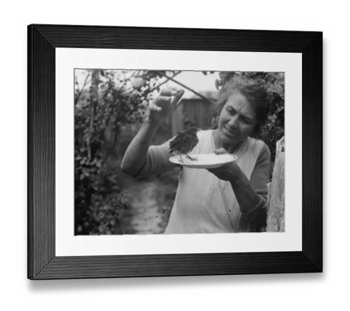 Framed Print : Mrs White and a friendly thrush. 1936 Framed Print : Mrs White and a friendly thrush. 1936