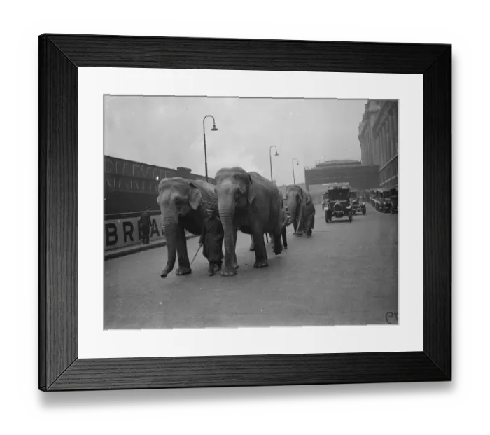 Framed Print : Unwieldly travellers ! Waterloo Station had rather a shock when four elephants arrived Framed Print : Unwieldly travellers ! Waterloo Station had rather a shock when four elephants arrived