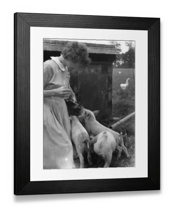 Framed Print : Feedling piglets