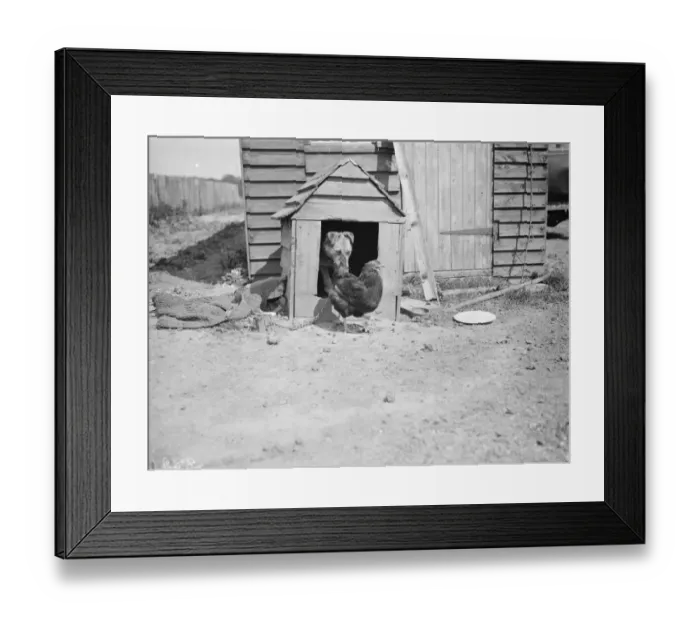 Framed Print : A dog and a chicken show friendship and respect. 1938 Framed Print : A dog and a chicken show friendship and respect. 1938