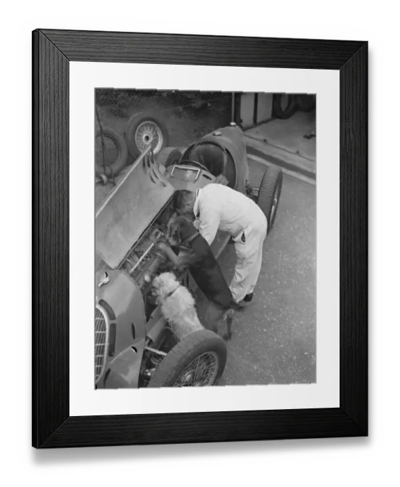Framed Print : A racing driver and two dogs check the engine of a racing car. 1939 Framed Print : A racing driver and two dogs check the engine of a racing car. 1939