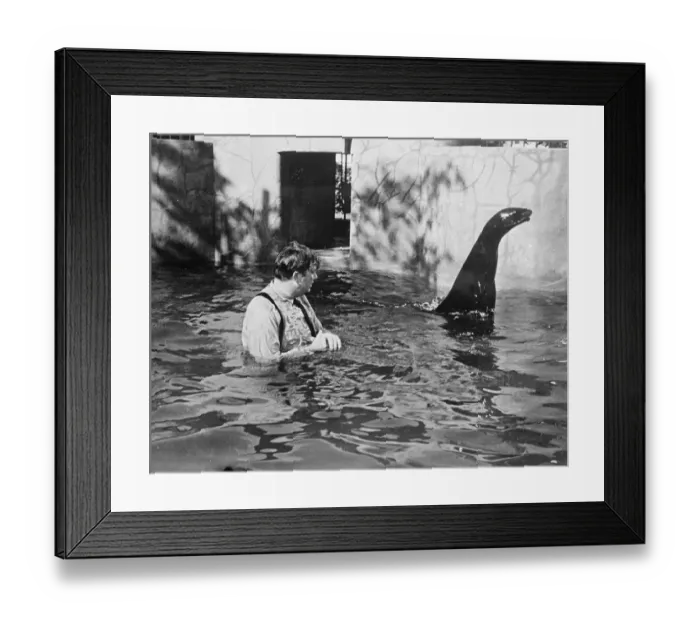 Framed Print : seal got the last laugh!. To ask the normal man to plunge into a chilly pool in his