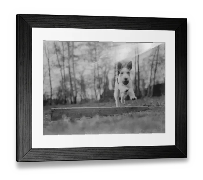 Framed Print : Mr Tophams dog Tony. 1939 Framed Print : Mr Tophams dog Tony. 1939