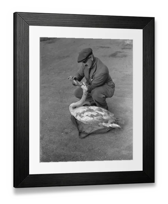 Framed Print : Swan given dose of castor oil. Found injured at Mitcham. The young swan found injured Framed Print : Swan given dose of castor oil. Found injured at Mitcham. The young swan found injured