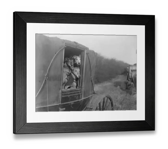 Framed Print : Wheres the hare ? Eager competitors arriving at Altcar for the Waterloo Cup coursing