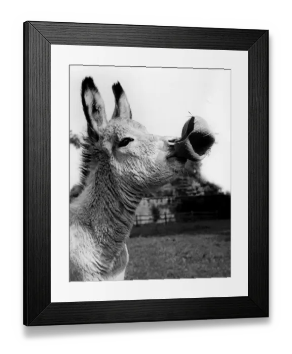 Framed Print : Donkey Foal playing with a ball Framed Print : Donkey Foal playing with a ball