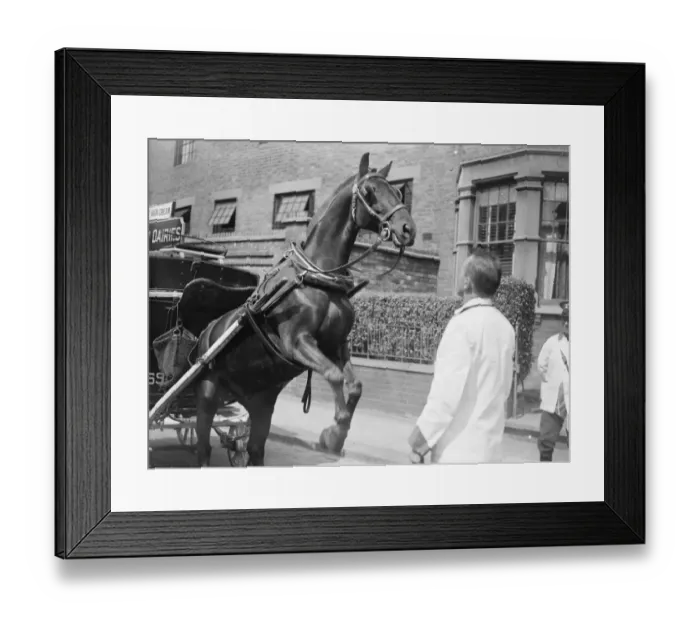 Framed Print : Charlie is only a milk pony but his tricks delight North London children