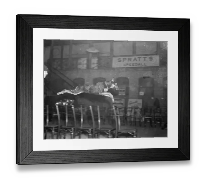 Framed Print : Beauty in action. The Alsation Show is in progress at Tattersall s