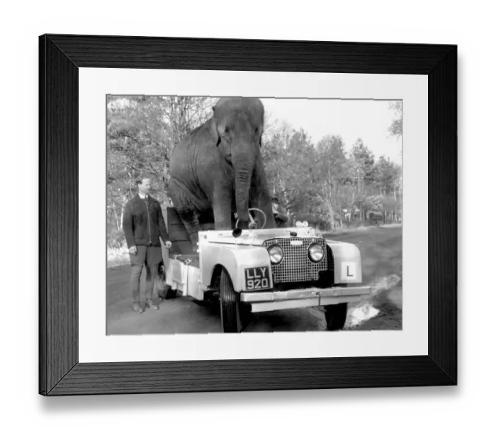 Framed Print : Elephant learning to drive a car Framed Print : Elephant learning to drive a car
