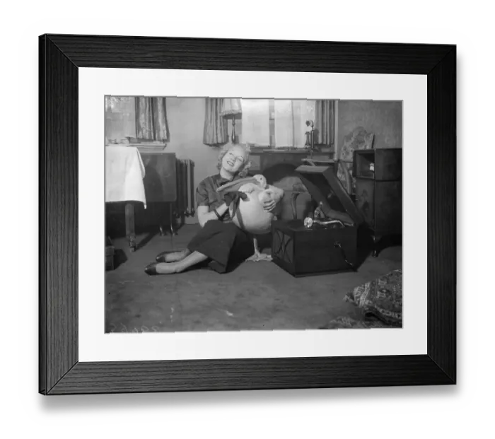 Framed Print : American visitor to London brings pelican with her. A beautiful pelican three feet Framed Print : American visitor to London brings pelican with her. A beautiful pelican three feet