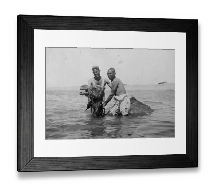 Framed Print : This strange picture seems to indicate that the mythical sea serpent has at last Framed Print : This strange picture seems to indicate that the mythical sea serpent has at last