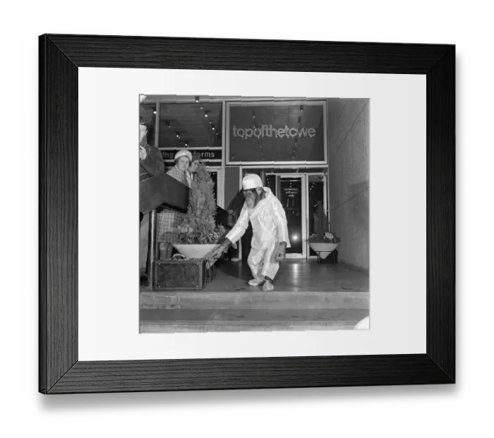 Framed Print : Tina, the famed chimpanzee star of television commercials for tea, is taking part Framed Print : Tina, the famed chimpanzee star of television commercials for tea, is taking part