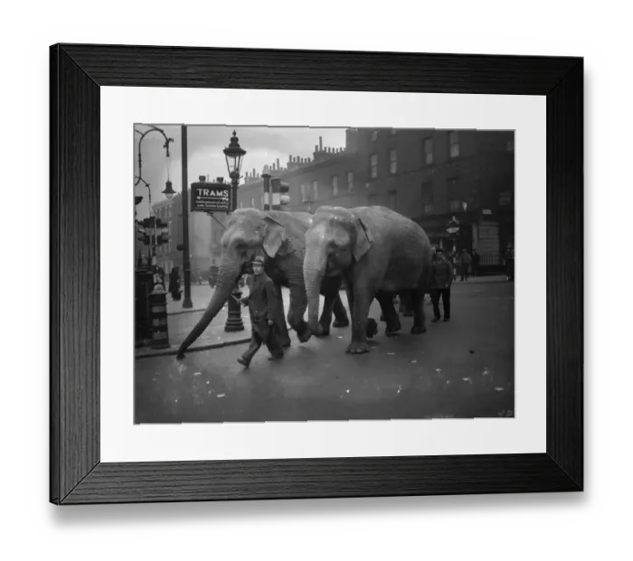 Framed Print : Unwieldly travellers! Elephants arrive at Waterloo. Waterloo Station had rather Framed Print : Unwieldly travellers! Elephants arrive at Waterloo. Waterloo Station had rather