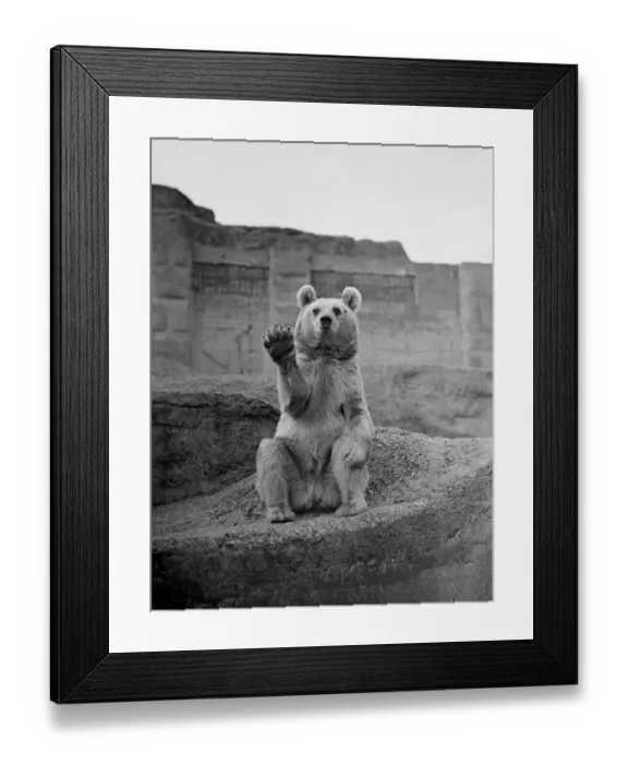 Framed Print : A Syrian Bear at the London Zoo, apparently affected by recent political events Framed Print : A Syrian Bear at the London Zoo, apparently affected by recent political events