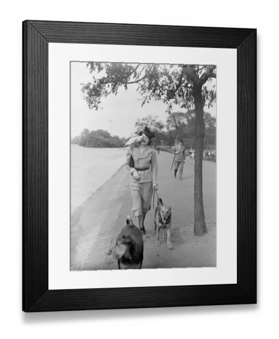 Framed Print : 60 year old Cockatoo has daily outing with owner in the park. Cocky, a 60 year old Framed Print : 60 year old Cockatoo has daily outing with owner in the park. Cocky, a 60 year old