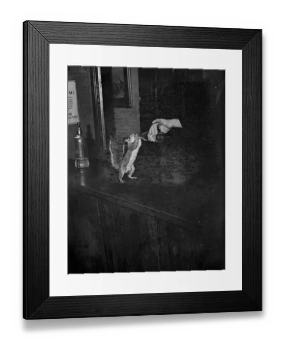 Framed Print : A tame squirrel is given a drink. 1939