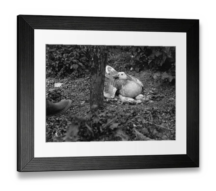 Framed Print : Goose sitting on her on nest full of eggs. 1935 Framed Print : Goose sitting on her on nest full of eggs. 1935
