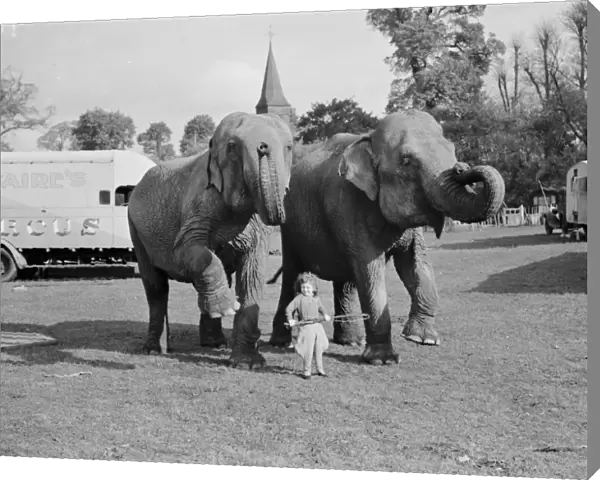 Elephants from the circus are lead by a little girl for a walk in Foots Cray