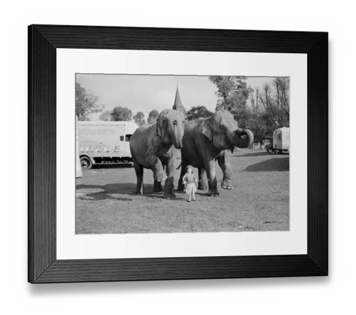 Framed Print : Elephants from the circus are lead by a little girl for a walk in Foots Cray Framed Print : Elephants from the circus are lead by a little girl for a walk in Foots Cray