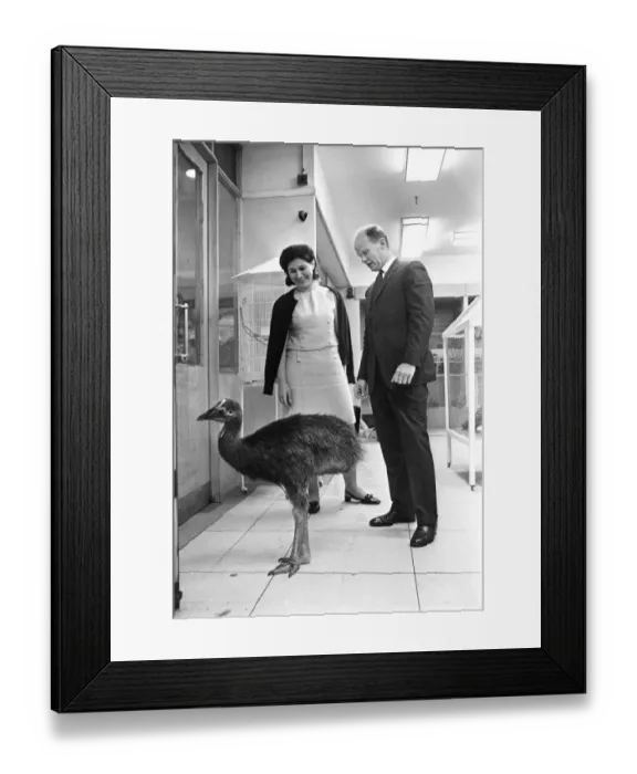 Framed Print : In Harrods London : A Cassowary ( price 250 guineas ) - one of the items for sale