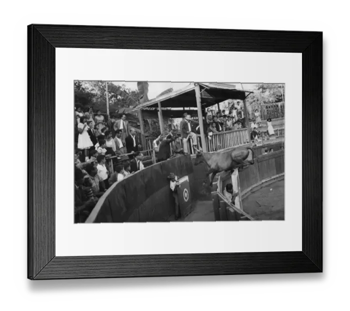 Framed Print : The bugler in the stand is signalling for the removal of the bull but the Bull decides Framed Print : The bugler in the stand is signalling for the removal of the bull but the Bull decides