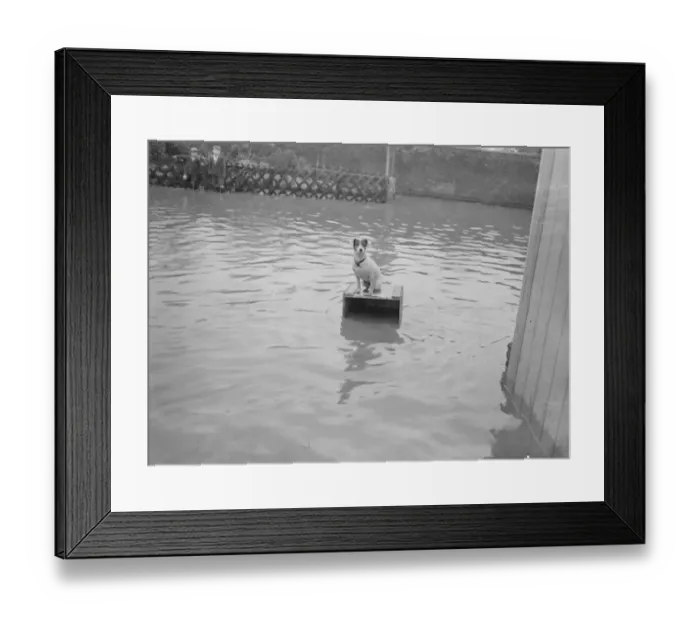 Framed Print : Marooned in flooded Kent. A dog takes refuge from the Kent floods, near Yalding Framed Print : Marooned in flooded Kent. A dog takes refuge from the Kent floods, near Yalding