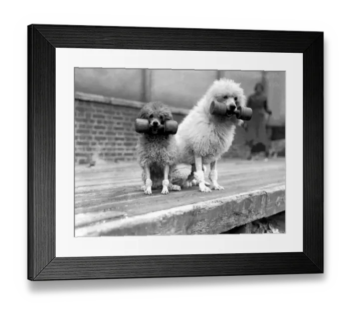 Framed Print : The Associated Sheep, Police, and Army dog Societys Show is taking place Framed Print : The Associated Sheep, Police, and Army dog Societys Show is taking place