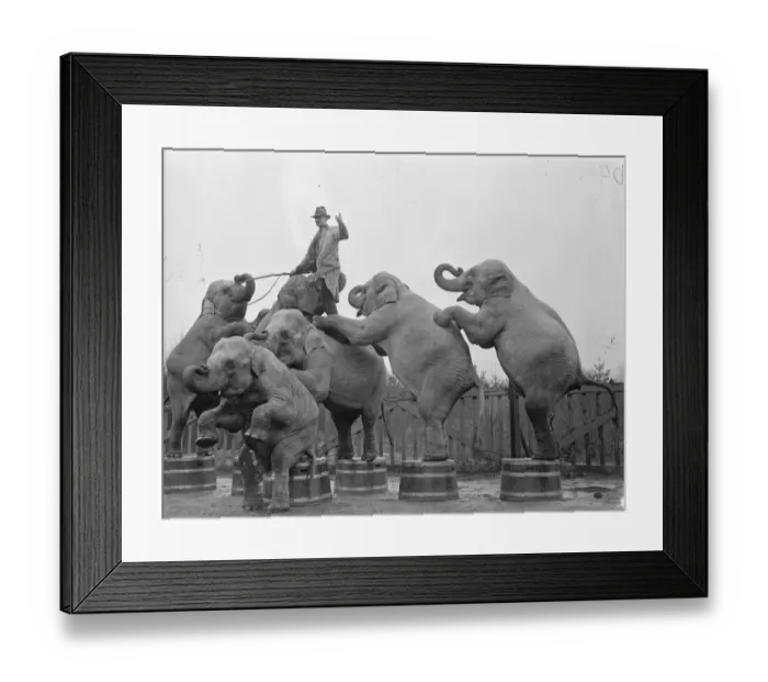 Framed Print : Weighty pyramid - Circus rehearses for summer tour at Ascot In winter quarters Framed Print : Weighty pyramid - Circus rehearses for summer tour at Ascot In winter quarters
