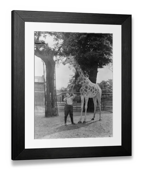 Framed Print : Getting it in the neck. London zoo giraffe submitting with resignation to having