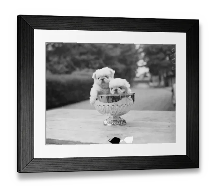 Framed Print : Pups in the cup. The Peking Palace Dog Associations Coronation years show Framed Print : Pups in the cup. The Peking Palace Dog Associations Coronation years show